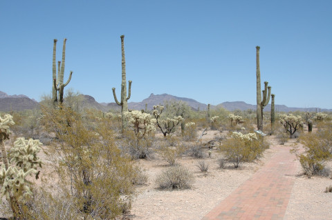 Organ Pipe Cactus National Monument