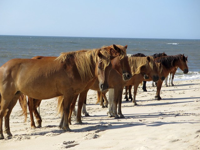Assateague Island National Seashore