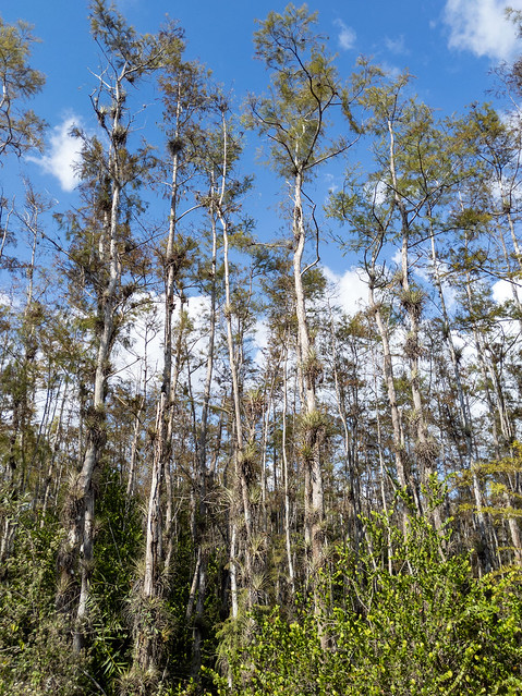 Big Cypress National Preserve
