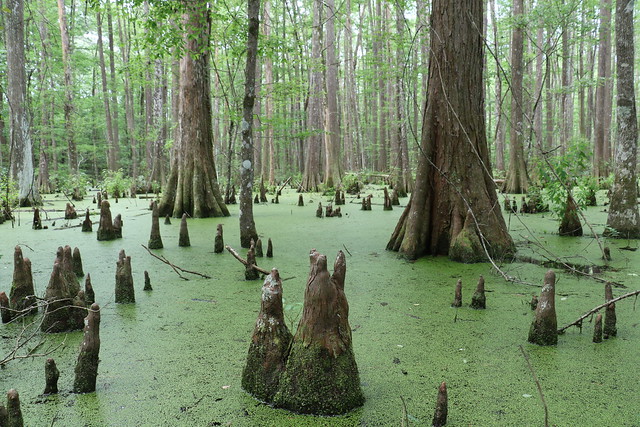 Big Thicket National Preserve