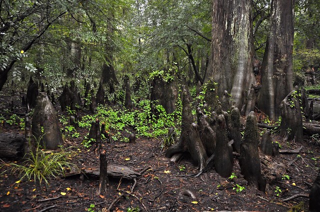 Big Thicket National Preserve