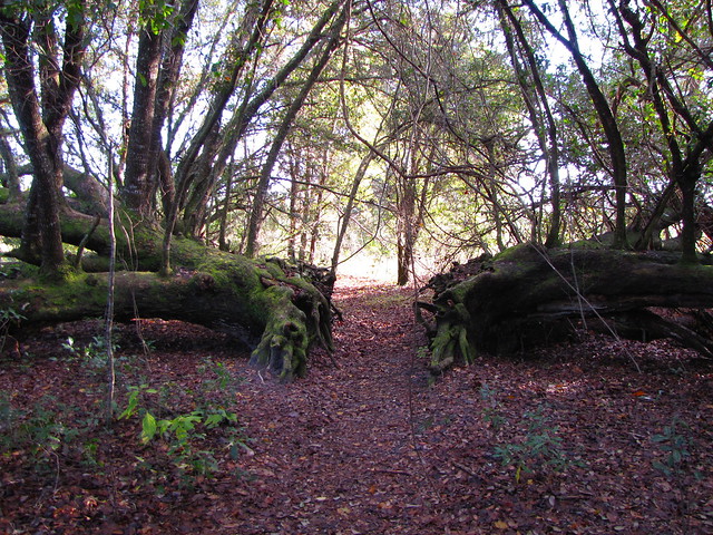 Florida National Scenic Trail