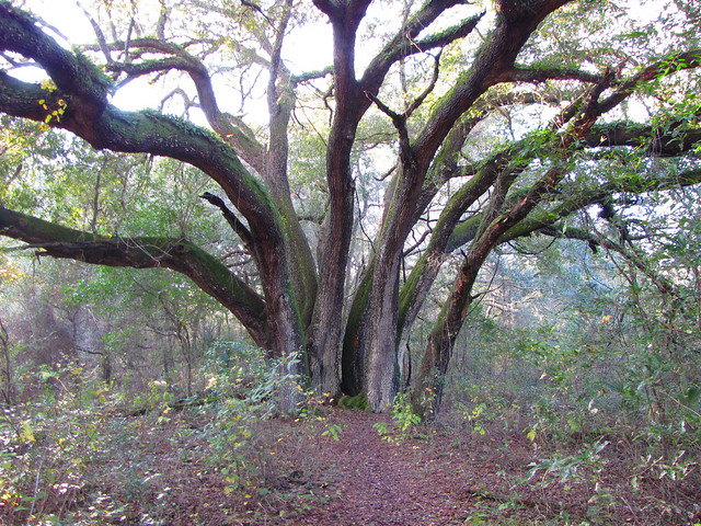 Florida National Scenic Trail