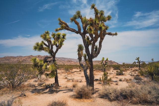 Joshua Tree National Park