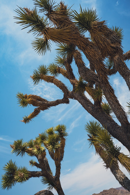 Joshua Tree National Park