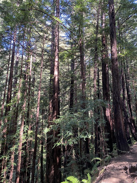 Muir Woods National Monument