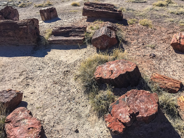 Petrified Forest National Park