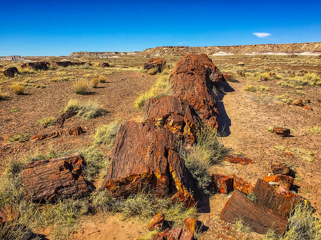 Petrified Forest National Park