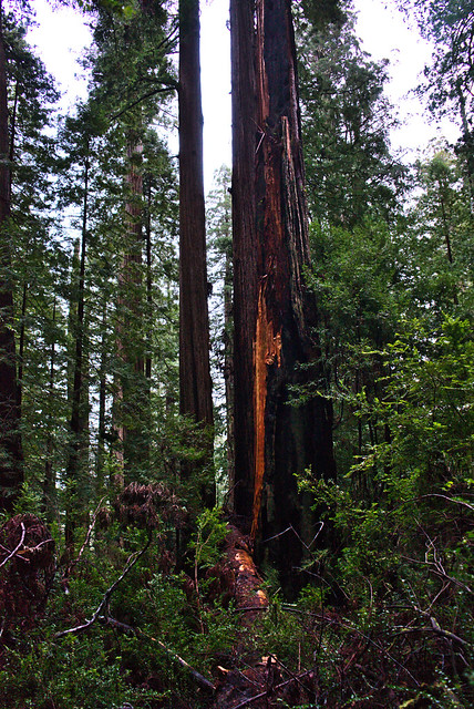 Redwood National Park
