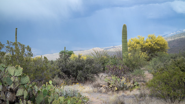 Saguaro National Park
