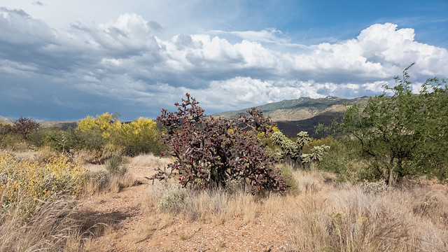 Saguaro National Park