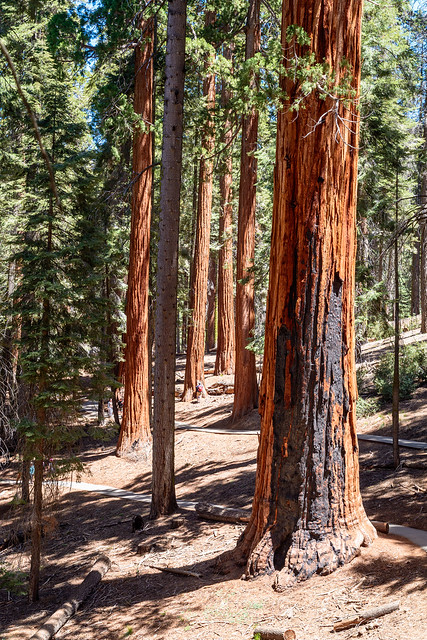 Sequoia National Park