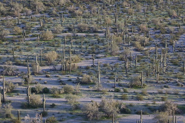 Sonoran Desert National Monument