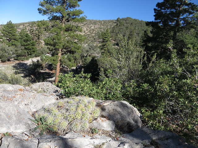 Spring Mountains National Recreation Area