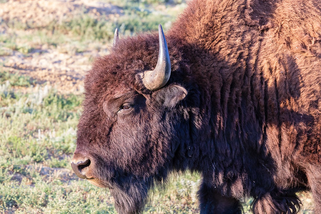 Theodore Roosevelt National Park