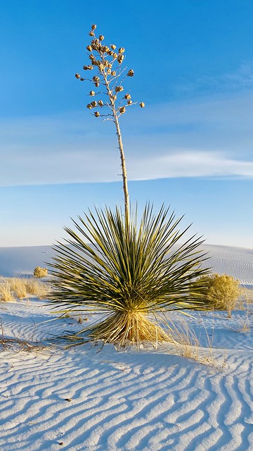 White Sands National Park